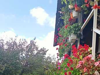 Cvetna terasa u Šebetu - aranžer Dragica Đorđević - Featured image